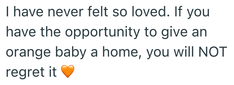 I have never felt so loved. If you have the opportunity to give an orange baby a home, you will NOT regret it