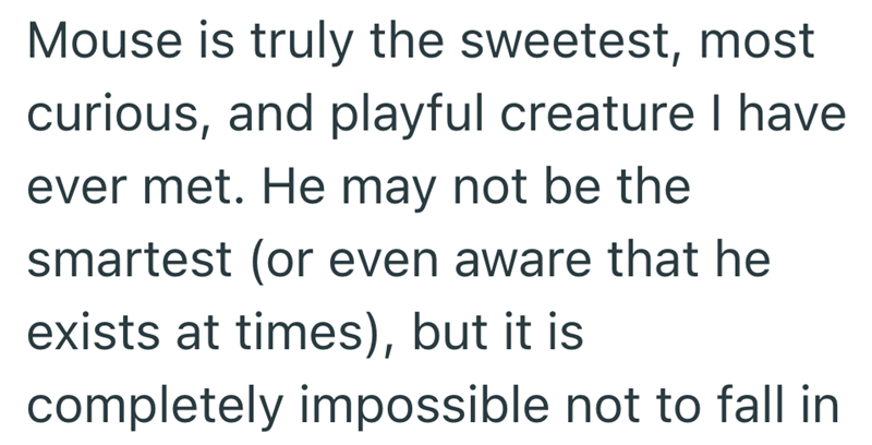 Mouse is truly the sweetest, most curious, and playful creature I have ever met. He may not be the smartest (or even aware that he exists at times), but it is completely impossible not to fall in