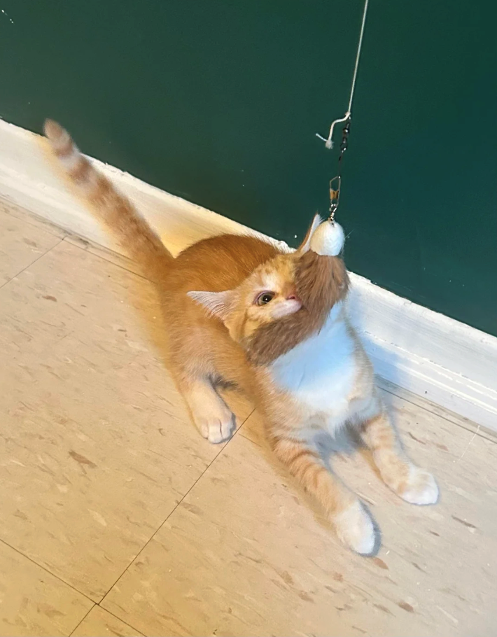 Cheezburger Image 10623593728