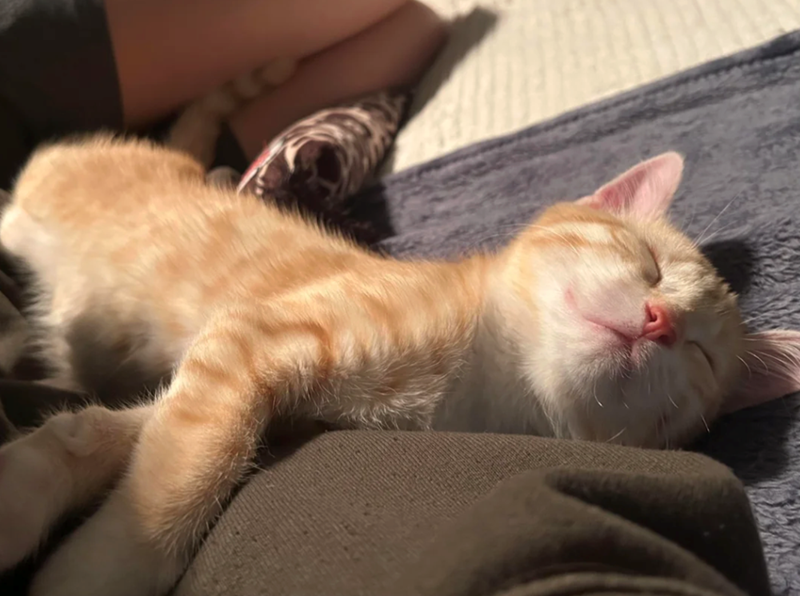 Cheezburger Image 10623593984