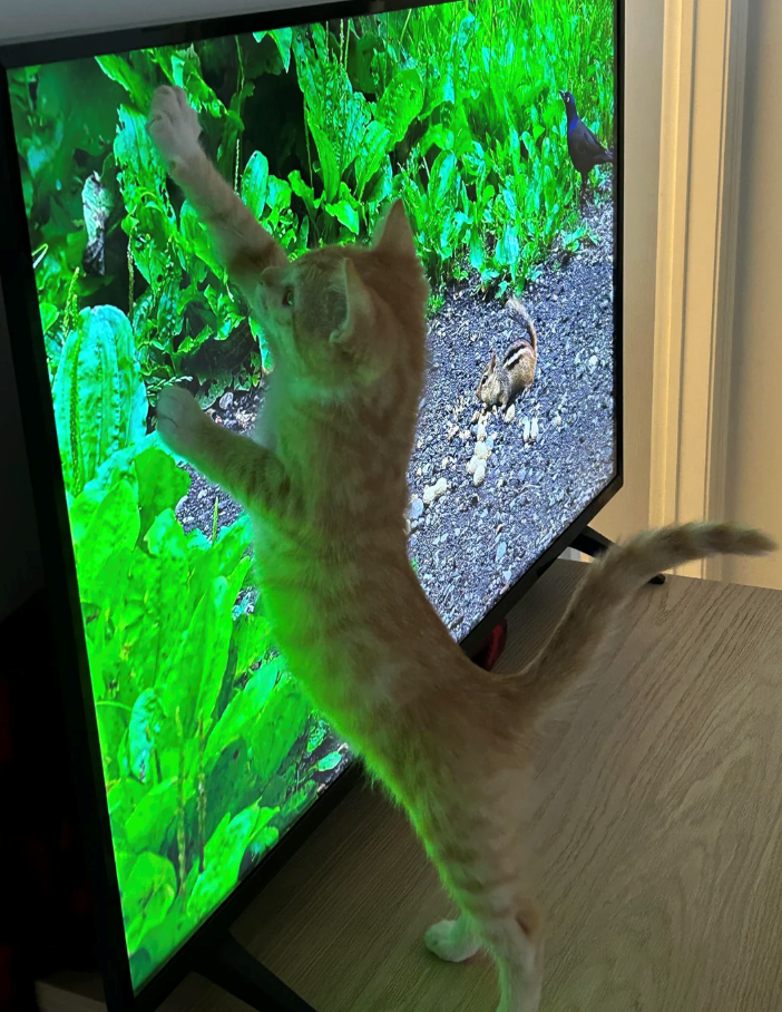 Cheezburger Image 10623594240