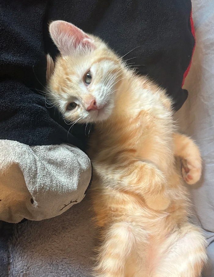 Cheezburger Image 10623594496