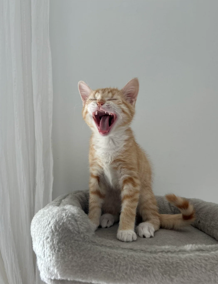 Cheezburger Image 10623594752