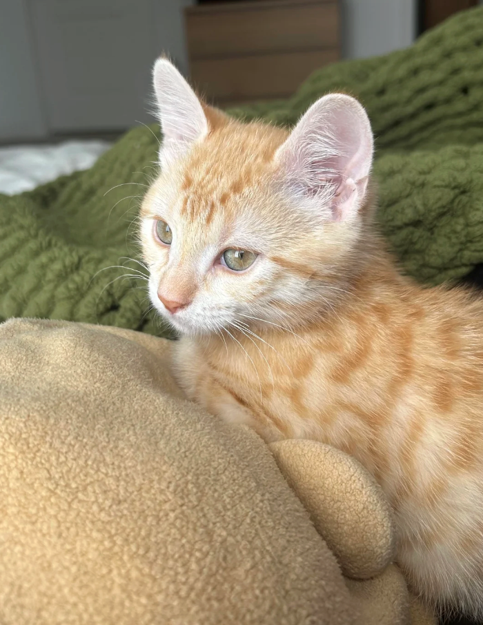 Cheezburger Image 10623595008