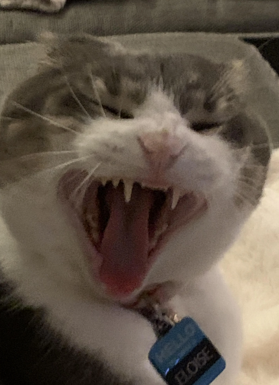 ELOISE