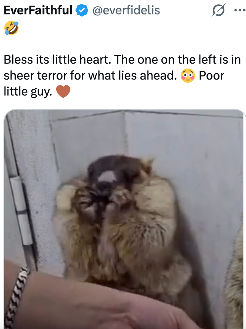 EverFaithful @everfidelis ... Bless its little heart. The one on the left is in sheer terror for what lies ahead. little guy. Poor