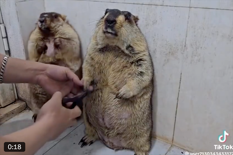 ل 0:18 TikTok @user7130343433172