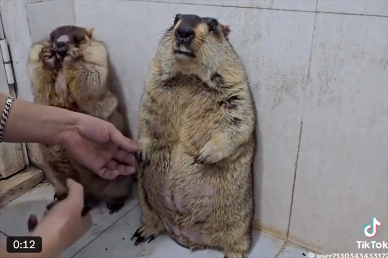 ل 0:12 TikTok @user7130343433172