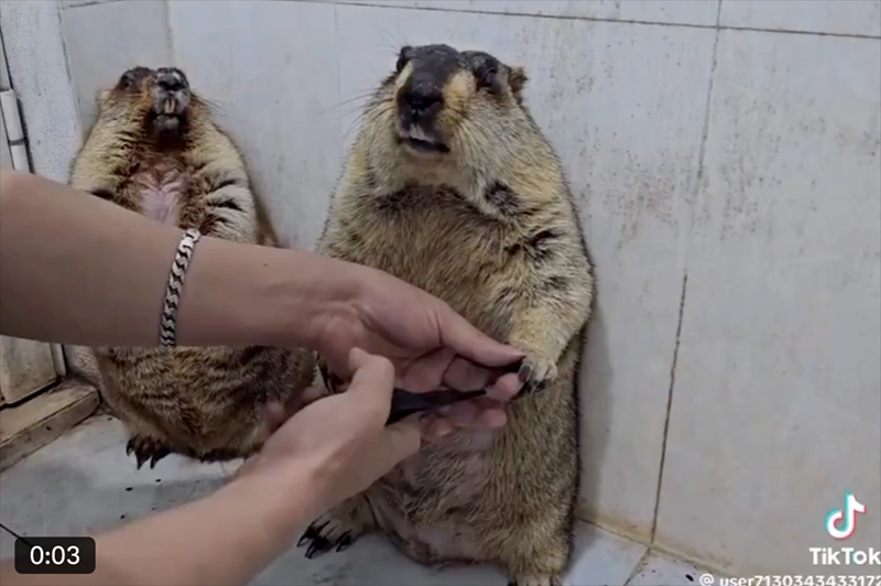 ل 0:03 TikTok @user713034343317”