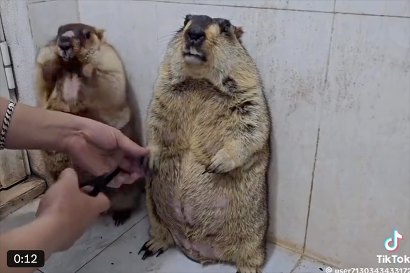 ل 0:12 TikTok @user7130343433172