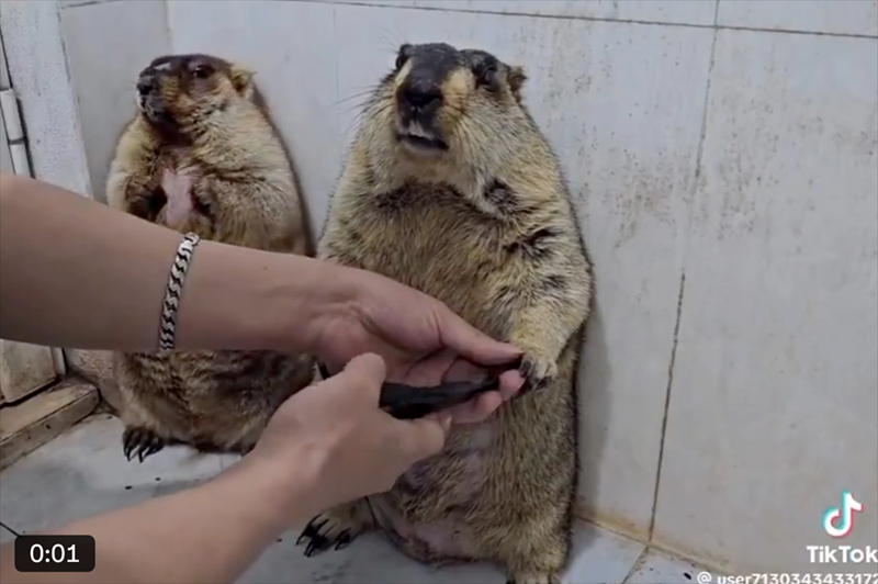 ل 0:01 TikTok @user713034343317”