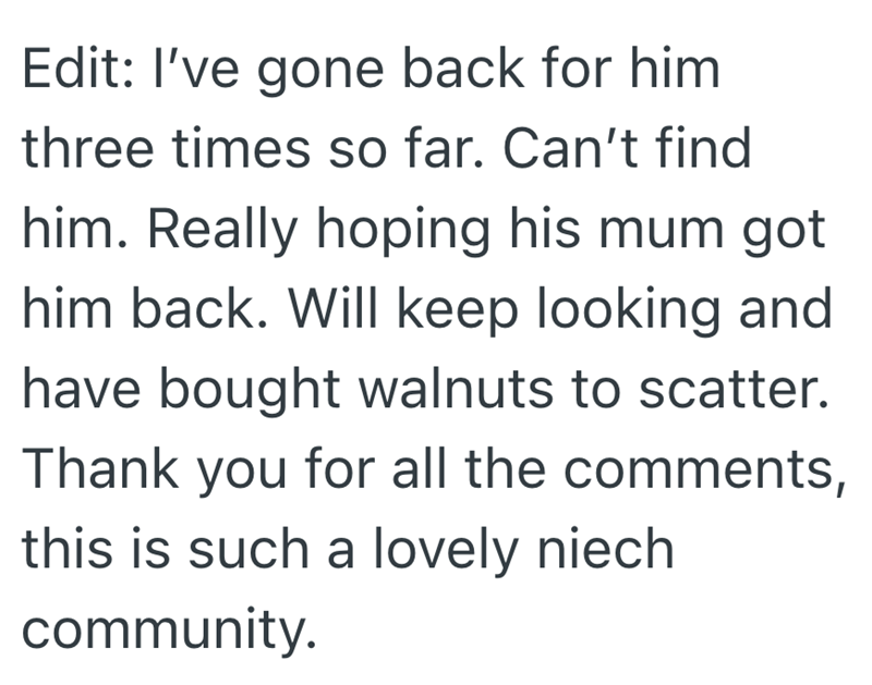 Edit: I've gone back for him three times so far. Can't find him. Really hoping his mum got him back. Will keep looking and have bought walnuts to scatter. Thank you for all the comments, this is such a lovely niech community.