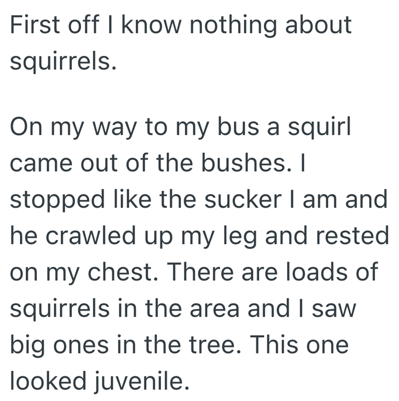 First off I know nothing about squirrels. On my way to my bus a squirl came out of the bushes. I stopped like the sucker I am and he crawled up my leg and rested on my chest. There are loads of squirrels in the area and I saw big ones in the tree. This one looked juvenile.