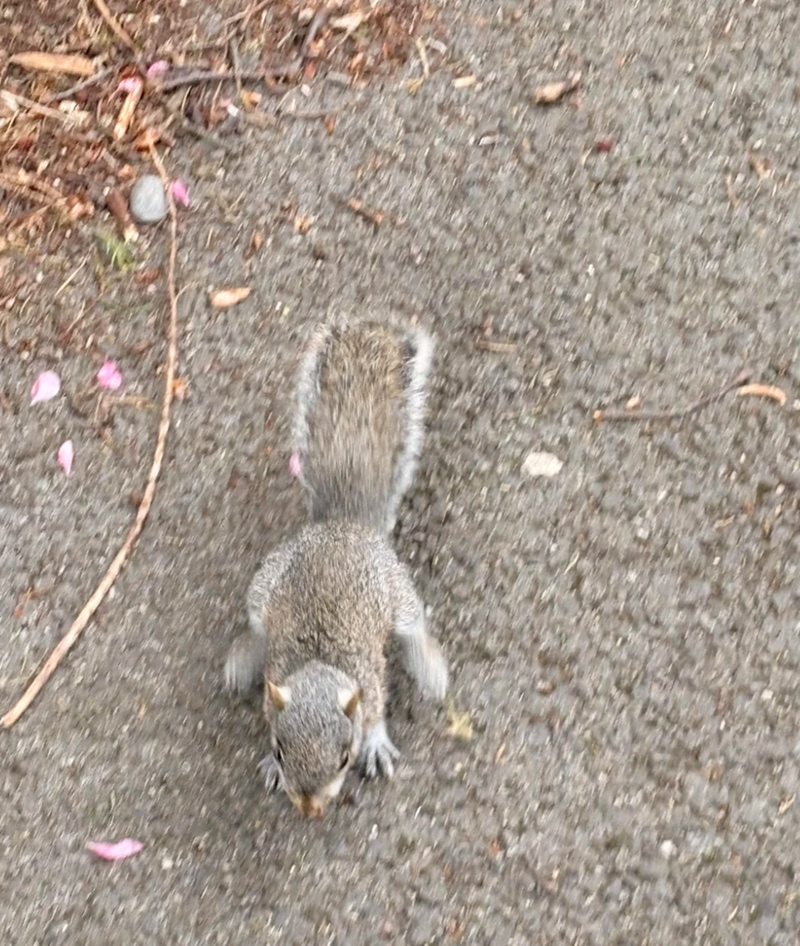 Cheezburger Image 10623615488