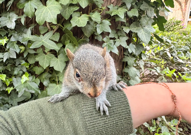 Cheezburger Image 10623616256