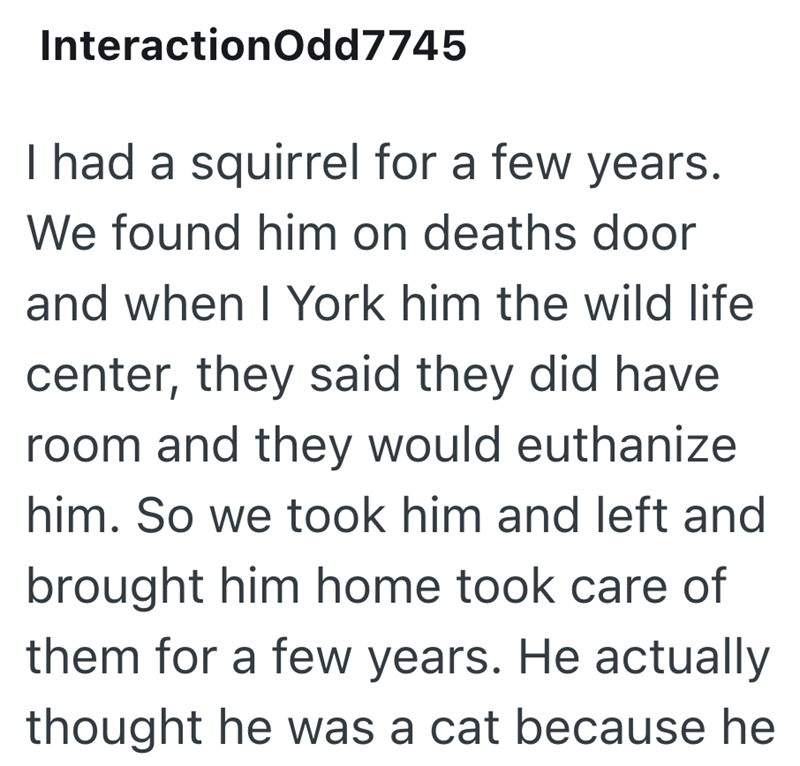 InteractionOdd7745 I had a squirrel for a few years. We found him on deaths door and when I York him the wild life center, they said they did have room and they would euthanize him. So we took him and left and brought him home took care of them for a few years. He actually thought he was a cat because he