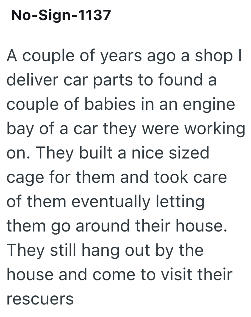 No-Sign-1137 A couple of years ago a shop I deliver car parts to found a couple of babies in an engine bay of a car they were working on. They built a nice sized cage for them and took care of them eventually letting them go around their house. They still hang out by the house and come to visit their rescuers