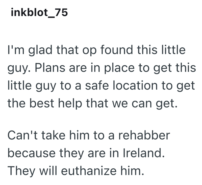 inkblot_75 I'm glad that op found this little guy. Plans are in place to get this little guy to a safe location to get the best help that we can get. Can't take him to a rehabber because they are in Ireland. They will euthanize him.