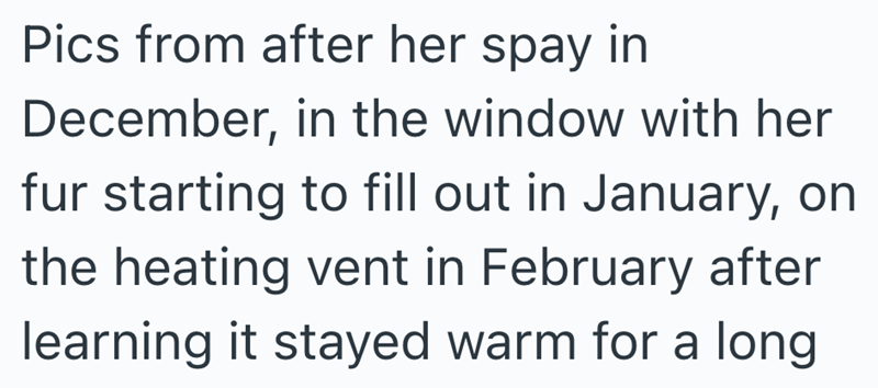 Pics from after her spay in December, in the window with her fur starting to fill out in January, on the heating vent in February after learning it stayed warm for a long