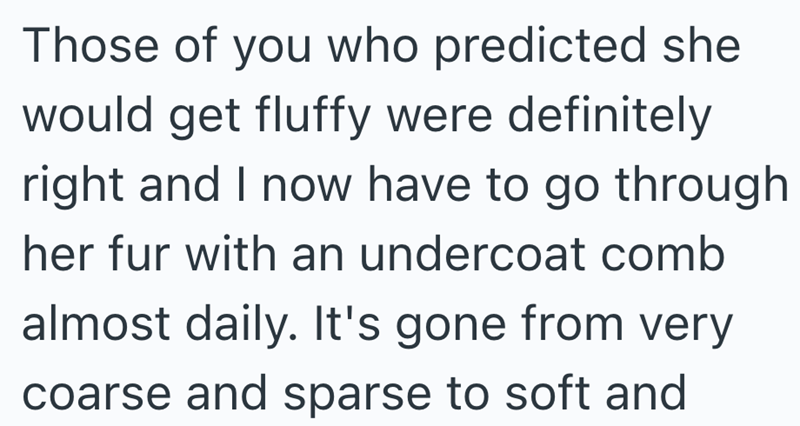 Those of you who predicted she would get fluffy were definitely right and I now have to go through her fur with an undercoat comb almost daily. It's gone from very coarse and sparse to soft and