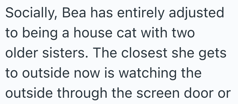 Socially, Bea has entirely adjusted to being a house cat with two older sisters. The closest she gets to outside now is watching the outside through the screen door or