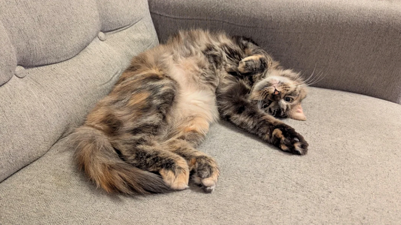 Cheezburger Image 10623627776