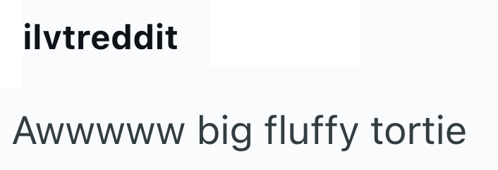 ilvtreddit Awwwww big fluffy tortie