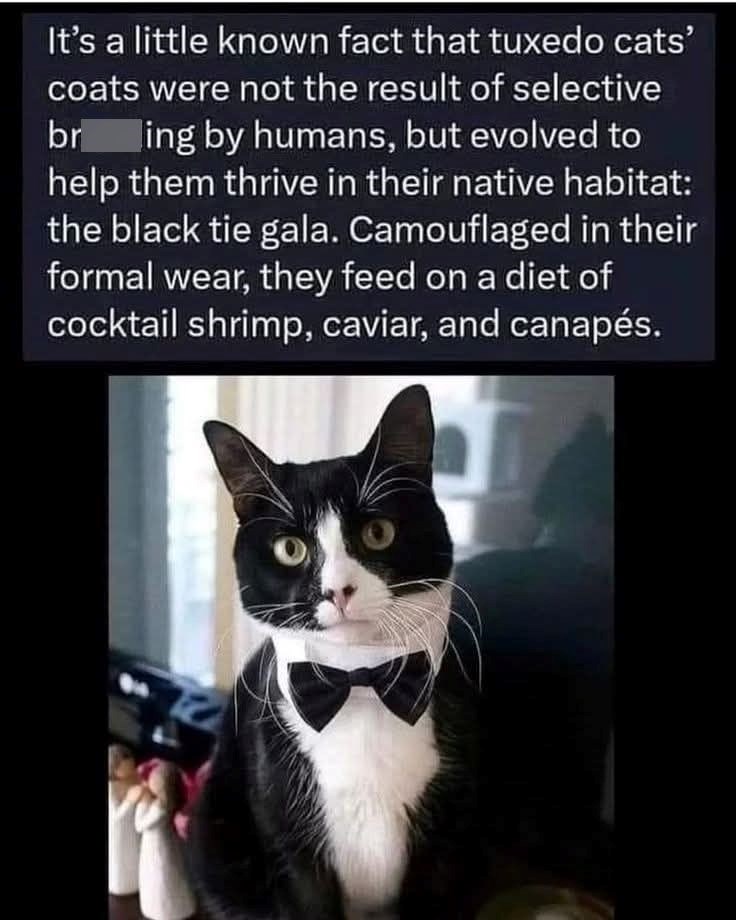 It's a little known fact that tuxedo cats' coats were not the result of selective bring by humans, but evolved to help them thrive in their native habitat: the black tie gala. Camouflaged in their formal wear, they feed on a diet of cocktail shrimp, caviar, and canapés.