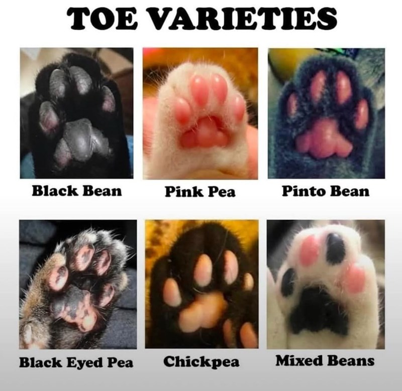 TOE VARIETIES Black Bean Pink Pea Pinto Bean Black Eyed Pea Chickpea Mixed Beans