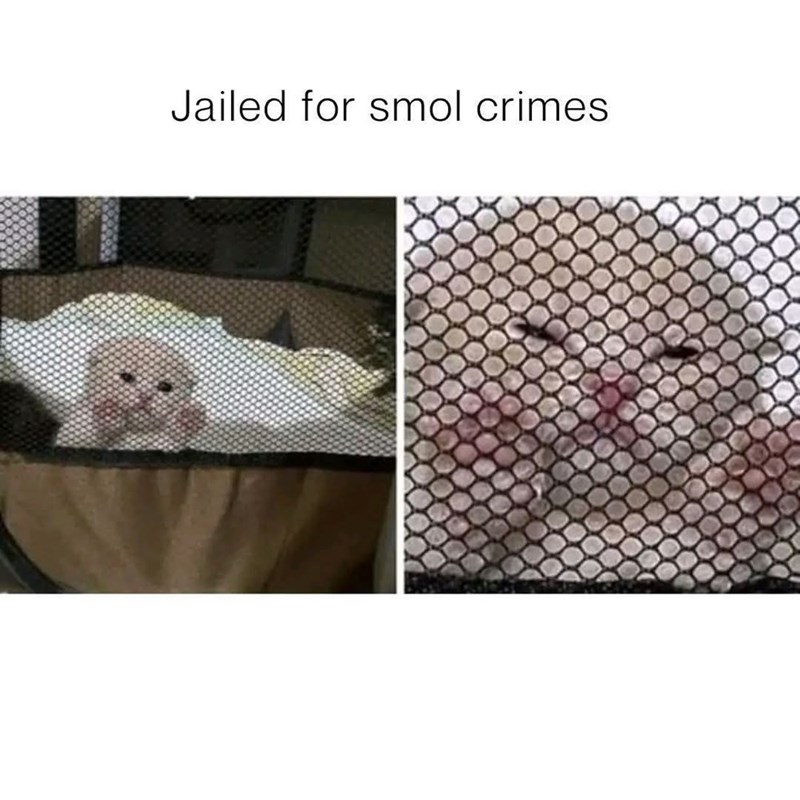 Jailed for smol crimes