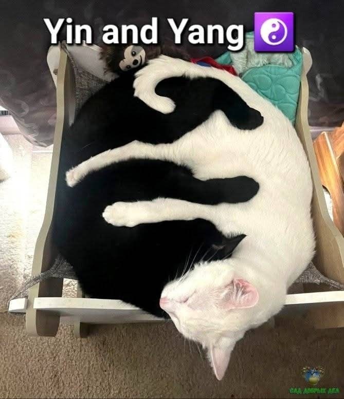 Yin and Yang e CAA APLIK ARA