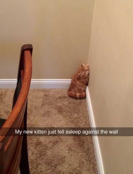 My new kitten just fell asleep against the wall