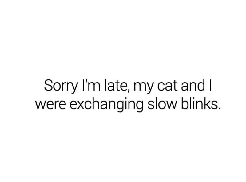 Sorry I'm late, my cat and I were exchanging slow blinks.