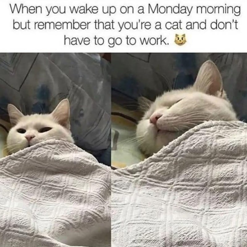 When you wake up on a Monday morning but remember that you're a cat and don't have to go to work.