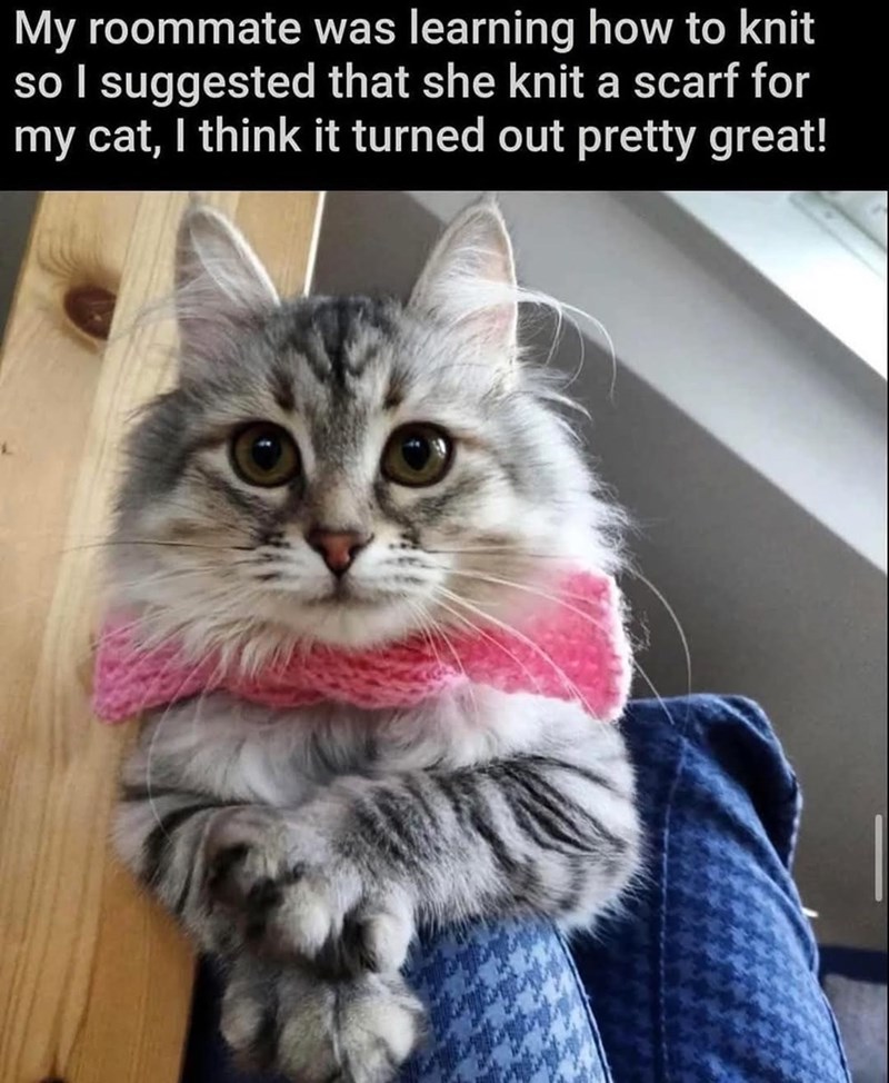 My roommate was learning how to knit so I suggested that she knit a scarf for my cat, I think it turned out pretty great!