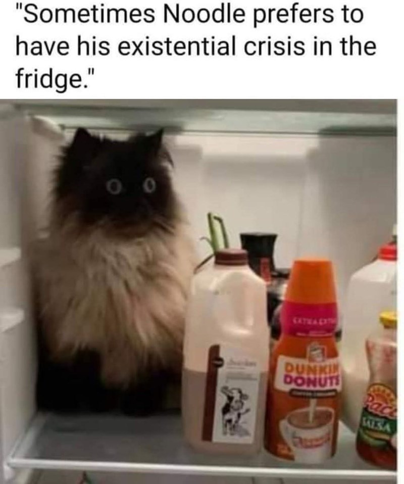 "Sometimes Noodle prefers to have his existential crisis in the fridge." 0 EXTRAEXTH DUNKIN DONUTS SALSA