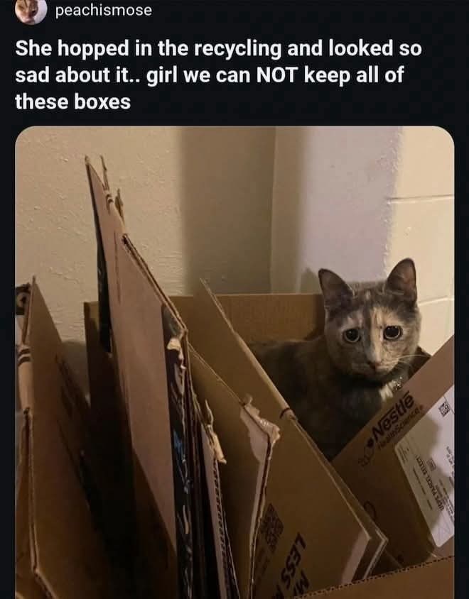 LESS peachismose She hopped in the recycling and looked so sad about it.. girl we can NOT keep all of these boxes Nestle HealinScience A PARCEL