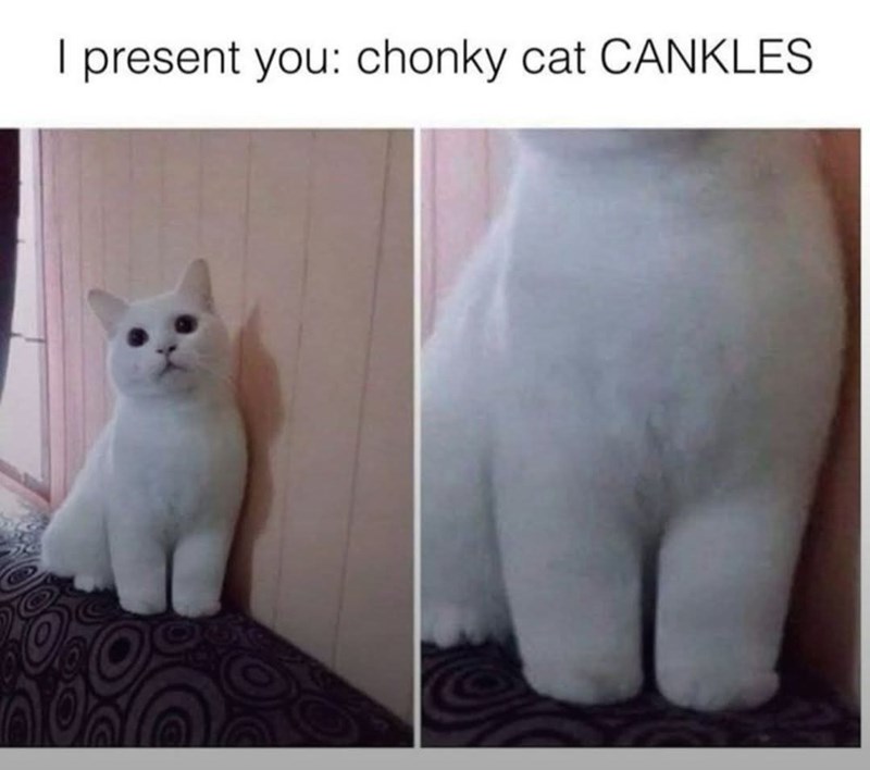 I present you: chonky cat CANKLES