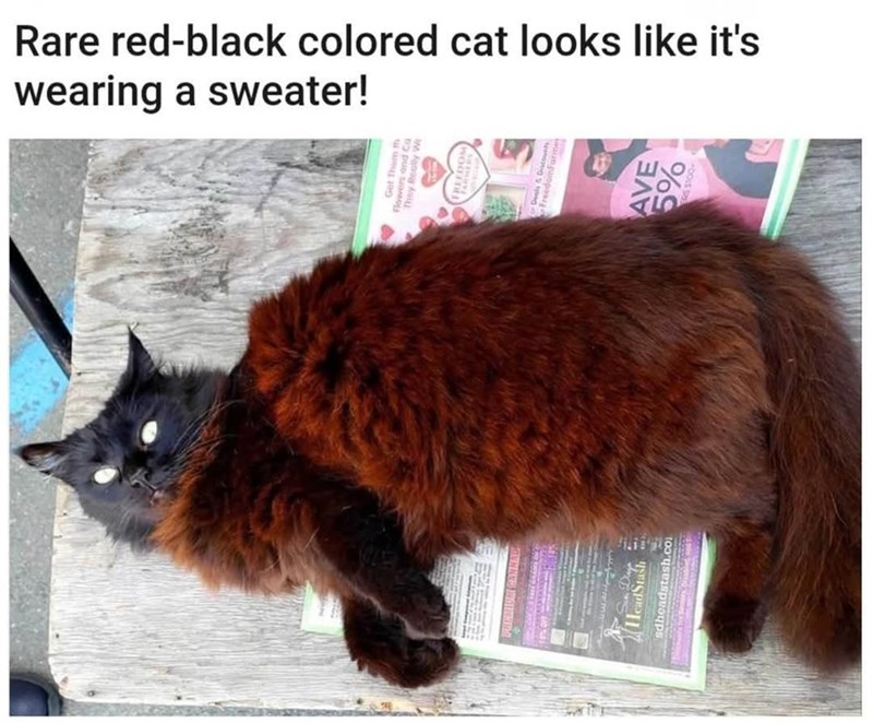 Rare red-black colored cat looks like it's wearing a sweater! They Rea HeadStash AVE 5% sdheadstash.c