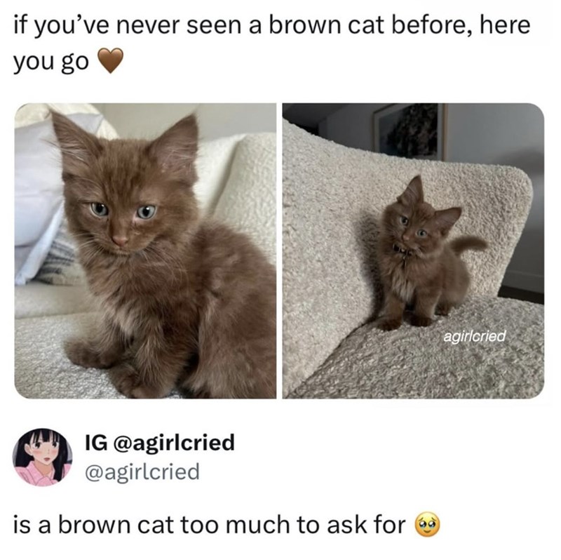 if you've never seen a brown cat before, here you go IG @agirlcried @agirlcried is a brown cat too much to ask for agirlcried