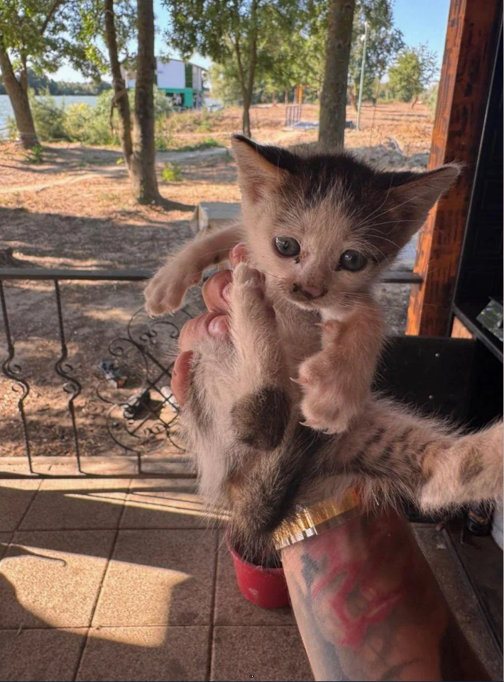 Cheezburger Image 10623661056