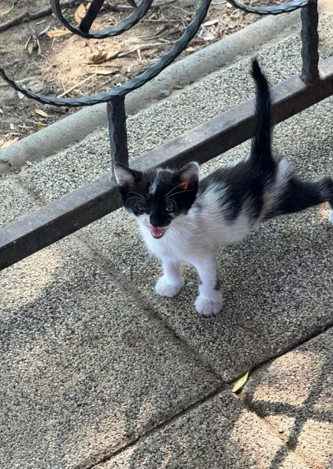 Cheezburger Image 10623661312