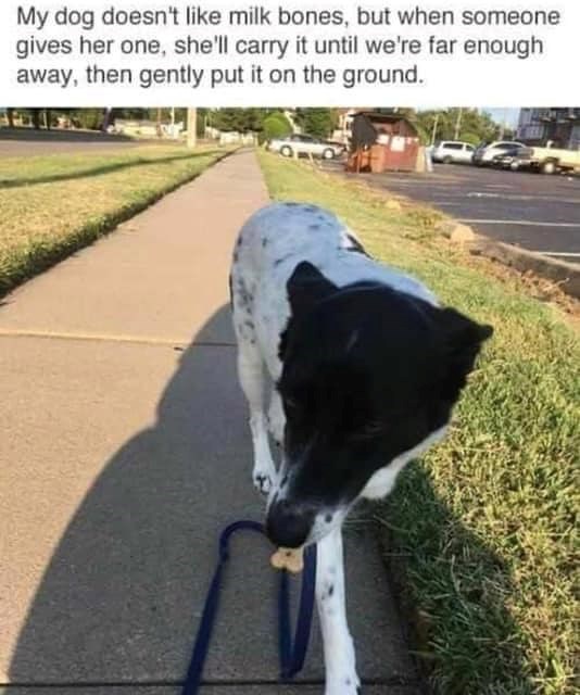 My dog doesn't like milk bones, but when someone gives her one, she'll carry it until we're far enough away, then gently put it on the ground.