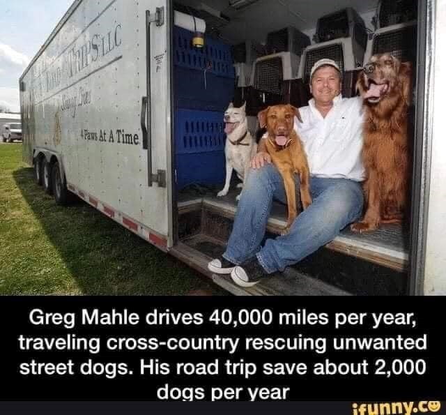 Paws At A Time Greg Mahle drives 40,000 miles per year, traveling cross-country rescuing unwanted street dogs. His road trip save about 2,000 dogs per year ifunny.co