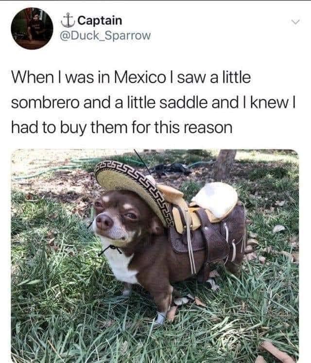 Captain @Duck Sparrow When I was in Mexico I saw a little sombrero and a little saddle and I knew I had to buy them for this reason