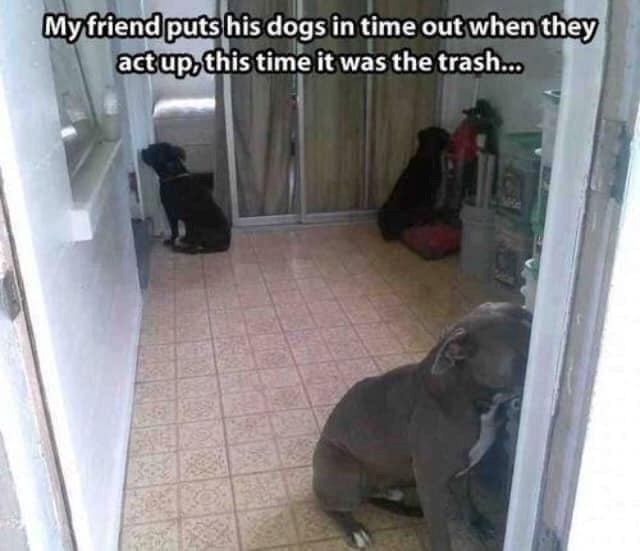 My friend puts his dogs in time out when they act up, this time it was the trash...