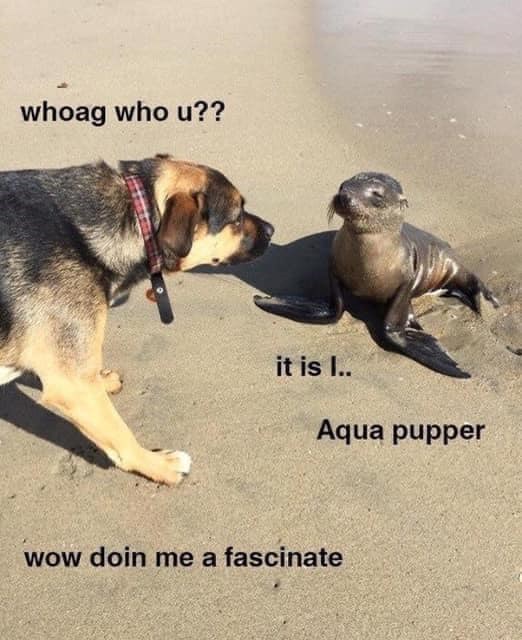 whoag who u?? it is I.. Aqua pupper wow doin me a fascinate