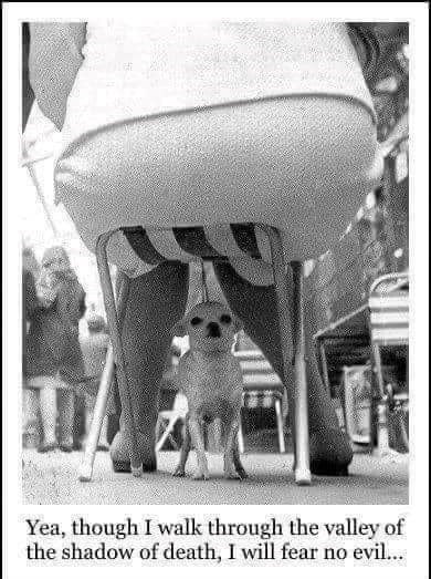 Yea, though I walk through the valley of the shadow of death, I will fear no evil...