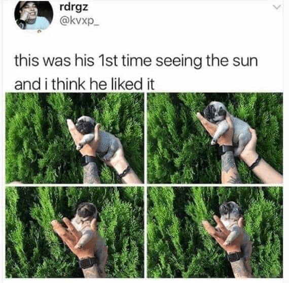 rdrgz @kvxp_ this was his 1st time seeing the sun and i think he liked it