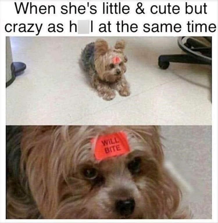 When she's little & cute but crazy as h I at the same time WILL BITE
